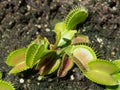 A Close up sarracenia x areolata pitcher plant pitfall trap in a botanical garden.