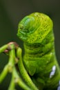 Close-up of a Satellite moth caterpillar, perched atop a leaf Royalty Free Stock Photo