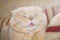 Close up Satisfied smiling scottish fold cream tabby lop-eared c