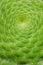 Close-up of Saucer plant Aeonium tabuliforme Royalty Free Stock Photo