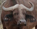Close-up of savanna buffalo