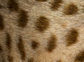 Close-up on Savannah F1 cat spotted fur