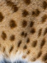 Close-up on Savannah F1 cat spotted fur