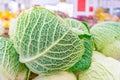 Close up of savoy cabbage a green variety of cabbage, with thick, textured leaf veins showing, being sold at a farmer`s market