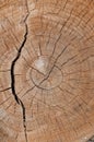 Close up of saw cut of tree trunk, stump Royalty Free Stock Photo