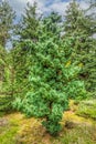 Close up of Sawara cypress, Chamaecyparis pisifera Plumosa Aurea