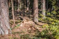 Close up of sawed off trunk of pine tree in forest with sawdust On forest floor in warm sunlight, Germany