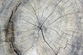 Close-up of a sawed tree trunk. Texture of wood. Natural background with cracks . Royalty Free Stock Photo