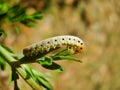 Sawfly Larvae Royalty Free Stock Photo
