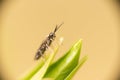 Sawfly on lilac leaf Royalty Free Stock Photo