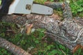 Close up of sawing a log with a chainsaw process. Video. Male carpenter sawing a part of tree trunk with wooden shavings flying Royalty Free Stock Photo