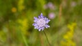 Close up of Scabiosa columbaria Butterlfy Blue.