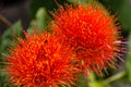 Close up of a Scadoxus multiflorus, Amaryllidaceae, selective focus