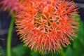 Close-up of a Scadoxus multiflorus, Amaryllidaceae, selective focus