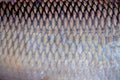 Scale texture with natural seamless patterns of common silver carb fish