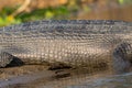 Gharial Crocodile Scales Texture