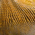 Close-up of scales on Lawson's dragon