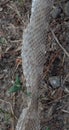 Close Up of the Scales of Molted Snake Skin Royalty Free Stock Photo