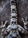 Close-up of scales on tail and legs of a gecko back. Lizard with aggressive skin coloring.