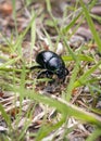 Close up of scarab beetle or dor beetle in grass.