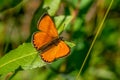 Close up of a Scarce copper butterfly sitting on a green leaf Royalty Free Stock Photo