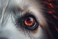 Close up of scared dog eye with fireworks reflection