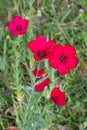 Close-up details of scarlet flax flowers. (Linum grandiflorum)