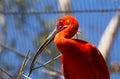 Close up of a large scarlet ibis bird in its natural environment Royalty Free Stock Photo