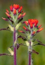 Close-up of scarlet Indian paintbrush flowers