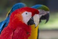 Close-up of a Scarlet Macaw, in front of Blue and gold Macaws Royalty Free Stock Photo