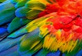 Close up of Scarlet macaw bird`s feathers.