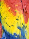 Close up of scarlet macaw feathers, costa rica Royalty Free Stock Photo
