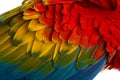 Close-up on a Scarlet Macaw feathers (4 years old) isolated on w