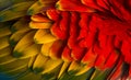 Close-up on a Scarlet Macaw feathers (4 years old) isolated on w