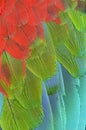 Close up of scarlet macaw wing Royalty Free Stock Photo