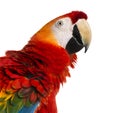 Close-up of a Scarlet Macaw (4 years old) Royalty Free Stock Photo