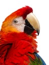 Close-up of a Scarlet Macaw (4 years old) Royalty Free Stock Photo