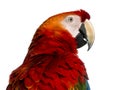 Close-up of a Scarlet Macaw (4 years old) Royalty Free Stock Photo