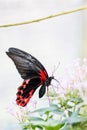 Close-Up of Scarlet Mormon Papilio Rumanzovia Butterfly Drinking Nectar of a pink Flower Royalty Free Stock Photo