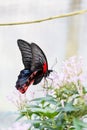 Close-Up of Scarlet Mormon (Papilio Rumanzovia) Butterfly Drinking Nectar of a pink Flower Royalty Free Stock Photo