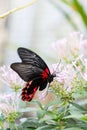 Close-Up of Scarlet Mormon (Papilio Rumanzovia) Butterfly Drinking Nectar of a pink Flower Royalty Free Stock Photo