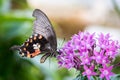Close-Up of Scarlet Mormon Papilio Rumanzovia Butterfly Drinking Nectar of a pink Flower Royalty Free Stock Photo