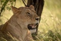 Close-up of scarred lioness lying under tree