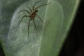 Close up of a scary, dangerous spider ready to attack Royalty Free Stock Photo