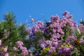 CLOSE UP: Scenic shot of spruce tree canopy filled with gorgeous purple blossoms Royalty Free Stock Photo