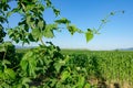 CLOSE UP: Scenic view of a hop vine and an endless field of maize on sunny day. Royalty Free Stock Photo