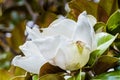 Close up of Scented Magnolia Grandiflora flower; honey bee hovering above it; California Royalty Free Stock Photo