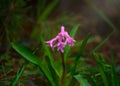 Close up of scented purple, pink hyacinth flowers in a garden, wonderful bokeh effect. Royalty Free Stock Photo