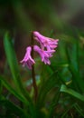 Close up of scented purple, pink hyacinth flowers in a garden, wonderful bokeh effect. Royalty Free Stock Photo