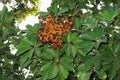 Schefflera arboricola with fruits